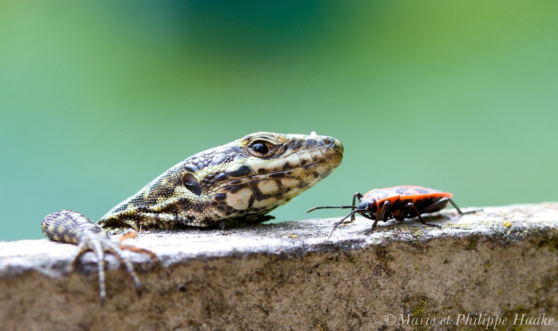 Lezard 5551_wm.jpg - Lézard des murailles guettant un cordonnier, nom genevois du Pyrrhocoris apterus. (Ermitage, Genève, Suisse, mai 2010)